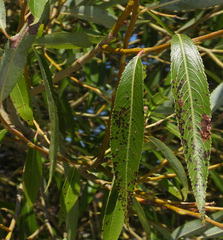 Salix euxina