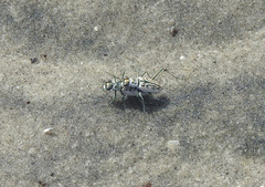 Habroscelimorpha dorsalis