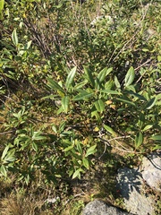 Salix eriocephala