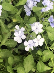Plumbago auriculata