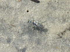 Habroscelimorpha dorsalis