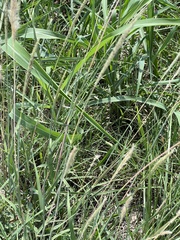 Bothriochloa laguroides