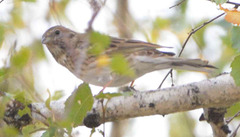 Emberiza citrinella × leucocephalos