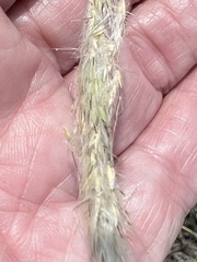 Bothriochloa laguroides