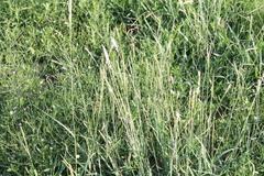 Tridens albescens