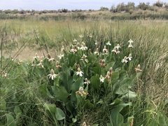 Anemopsis californica