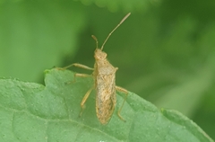 Rhopalus maculatus