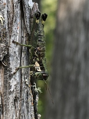 Booneacris glacialis