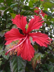 Hibiscus