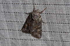 Lacinipolia acutipennis