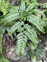 Arachniodes aristata