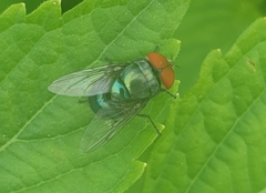Chrysomya megacephala