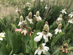 Anemopsis californica
