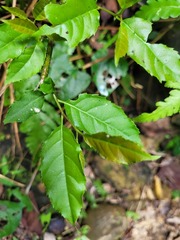 Itea parviflora