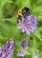 Megachile sculpturalis