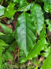 Itea parviflora