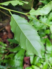 Itea parviflora