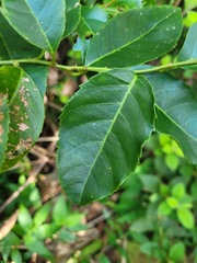 Itea parviflora
