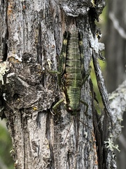 Booneacris glacialis