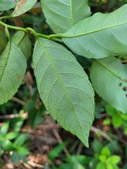 Itea parviflora