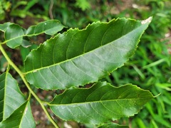 Itea parviflora