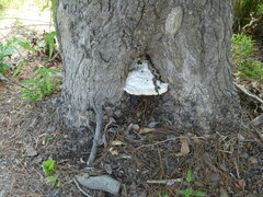 Trametes suaveolens