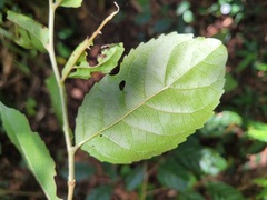 Itea parviflora