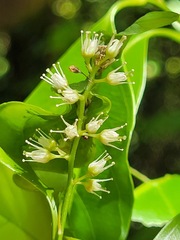 Itea parviflora