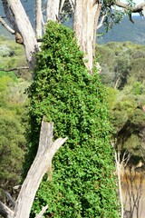 Tetragonia implexicoma