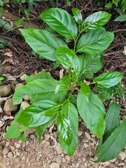 Casearia glomerata