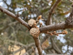 Burnettweldia corallina
