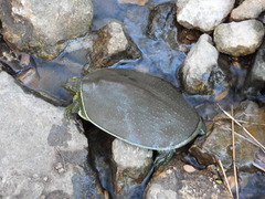 Apalone spinifera pallida