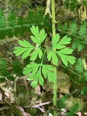 Dicentra formosa