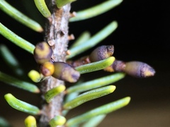 Arceuthobium pusillum