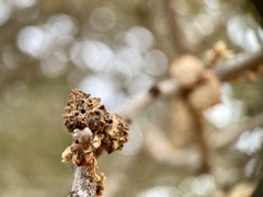 Burnettweldia corallina