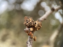 Burnettweldia corallina
