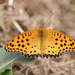 Tropical Fritillary - Photo (c) hermanviviers, some rights reserved (CC BY-NC), uploaded by hermanviviers
