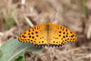 Tropical Fritillary - Photo (c) hermanviviers, some rights reserved (CC BY-NC), uploaded by hermanviviers