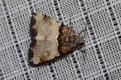 Cobubatha dividua