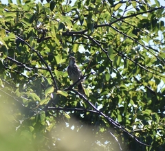 Cercotrichas leucophrys