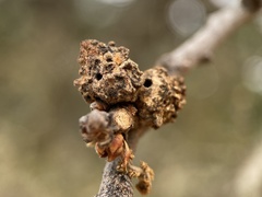 Burnettweldia corallina