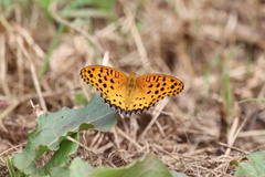 Argynnis hyperbius