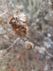 Rhopalomyia cramboides