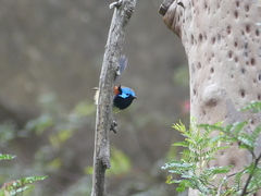Malurus lamberti