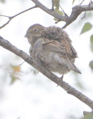 Emberiza citrinella × leucocephalos