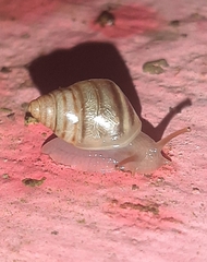 Orthalicoidea