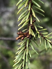 Arceuthobium pusillum