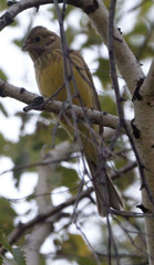 Emberiza citrinella × leucocephalos