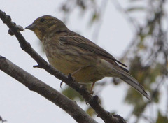 Emberiza citrinella × leucocephalos