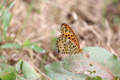 Argynnis hyperbius